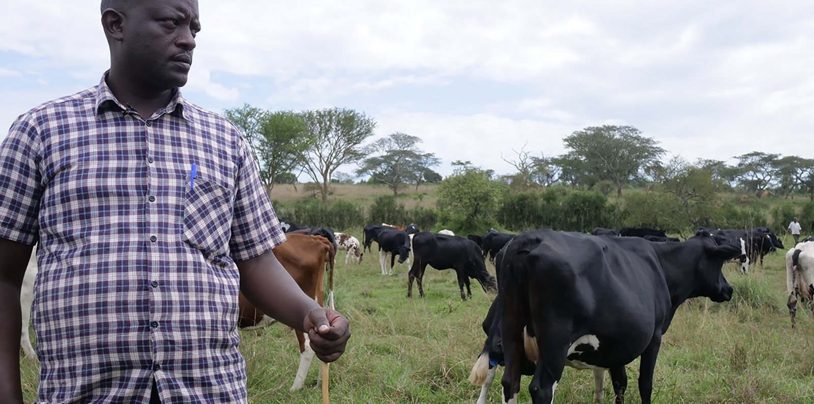 Helping the Ugandan Dairy Sector Achieve its Potential Global